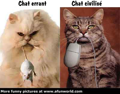 chats