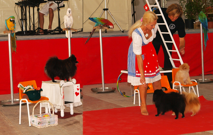 Chiens savants