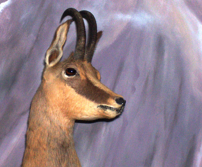 chamois